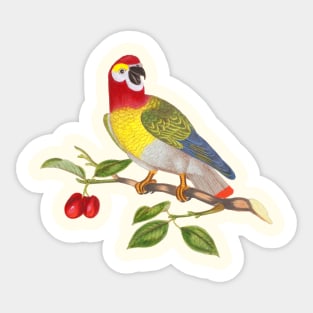 Parrot Bird Colorful Wildlife Illustration Sticker